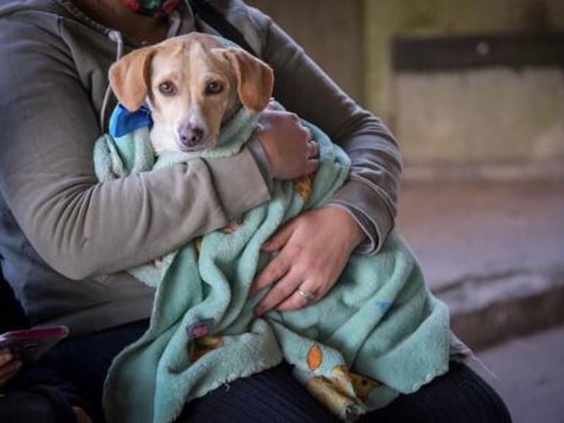 Nueva sede para castraciones de animales en Mar del Plata