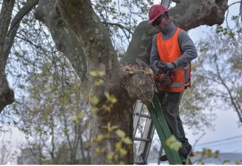 Inscripción para el curso de Podador Urbano Artesanal 2026