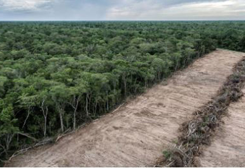 Sudamérica registró la mayor pérdida de bosques del planeta en la última década