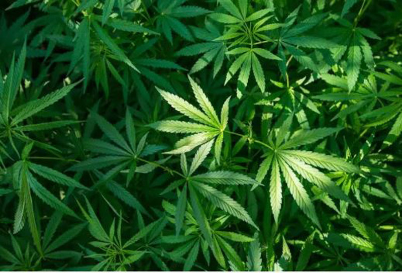 Impulsan la legalización total del cannabis con amnistía incluida