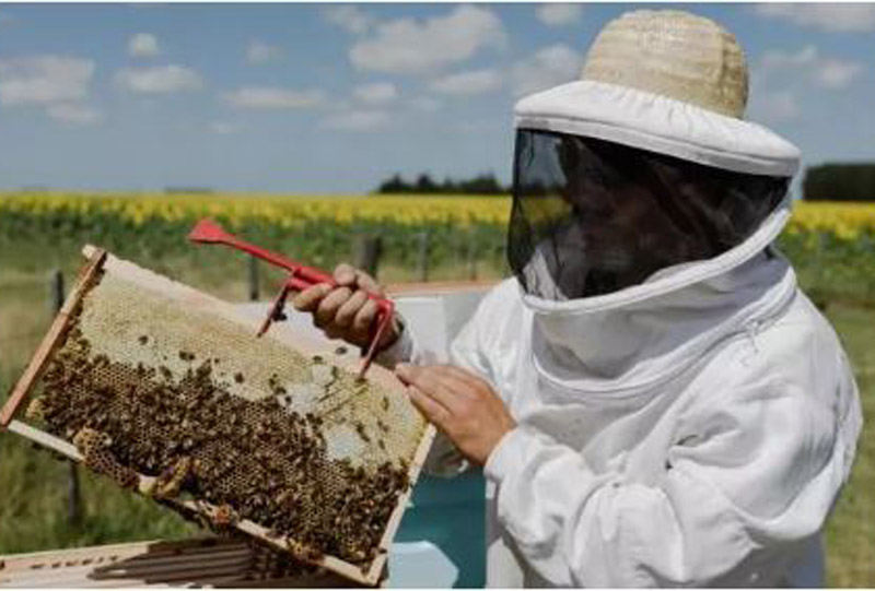 Se realizará el tercer encuentro del Ciclo Apícola “Abejas, Polinización y Kiwi”