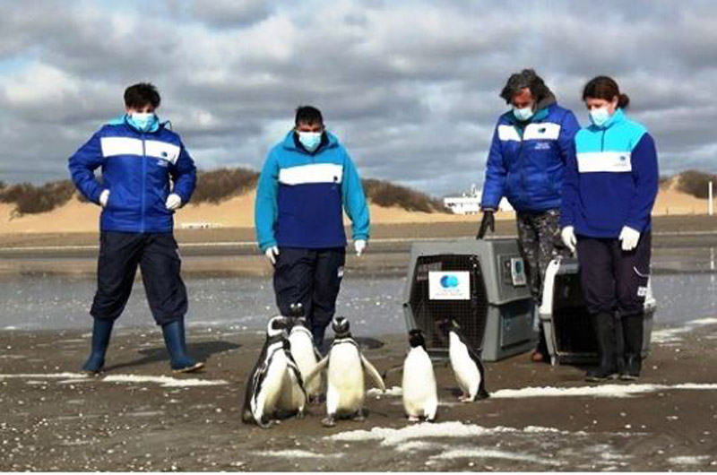 Seis pingüinos rescatados volvieron al mar